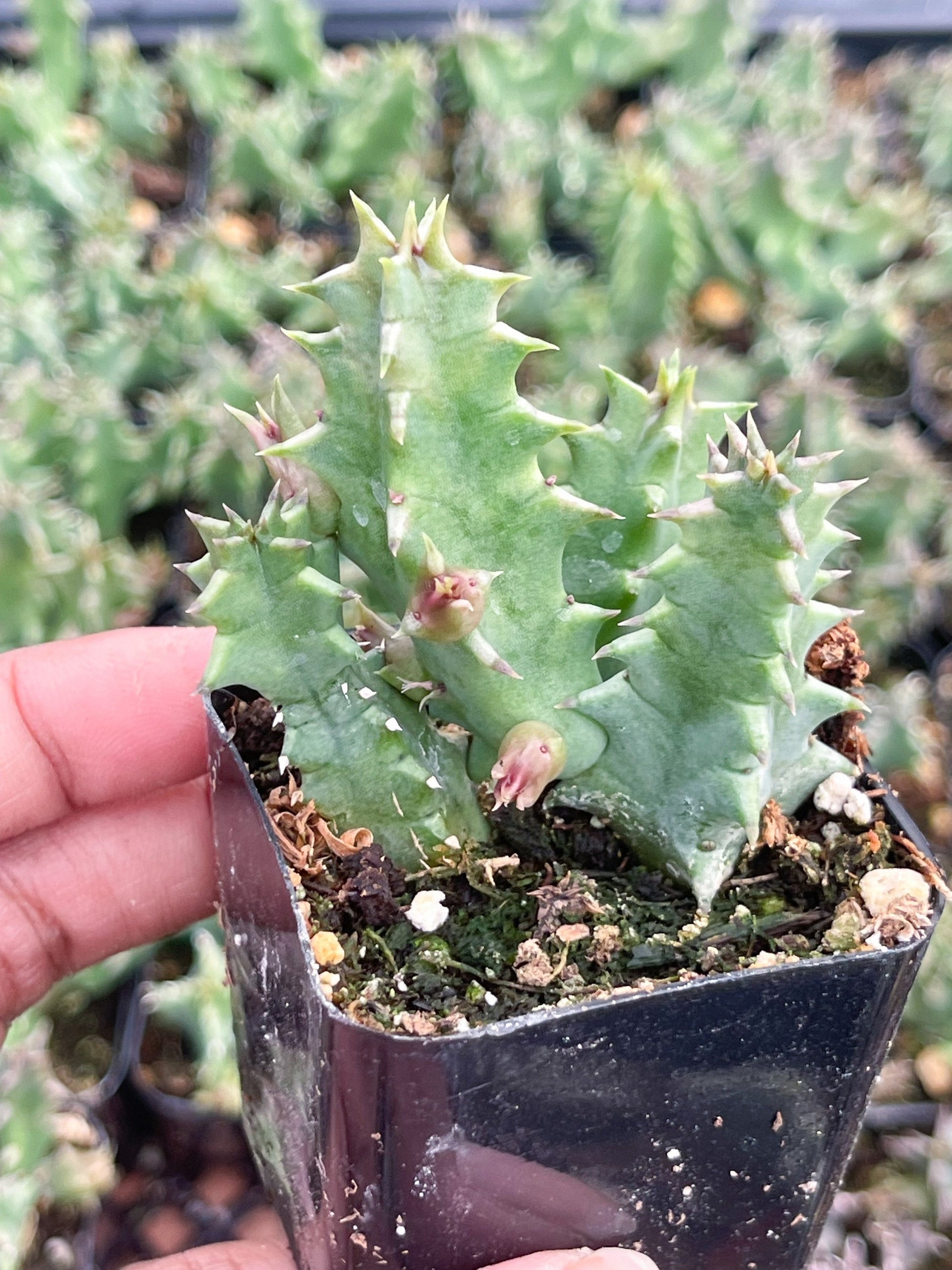 Huernia Zebrina | Lifesaver | rare succulent