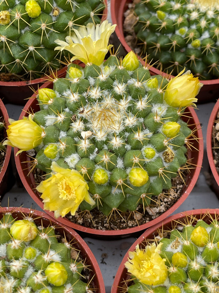 Mammillaria Marksiana | Live Cactus