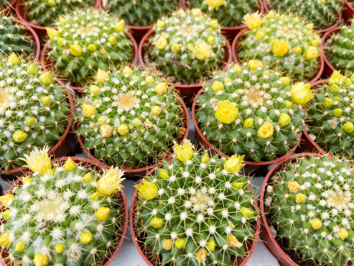 Mammillaria Marksiana | Live Cactus