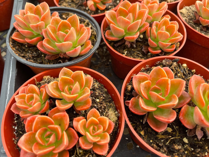 4” Echeveria Melaco | Echeveria succulent | Live Plant