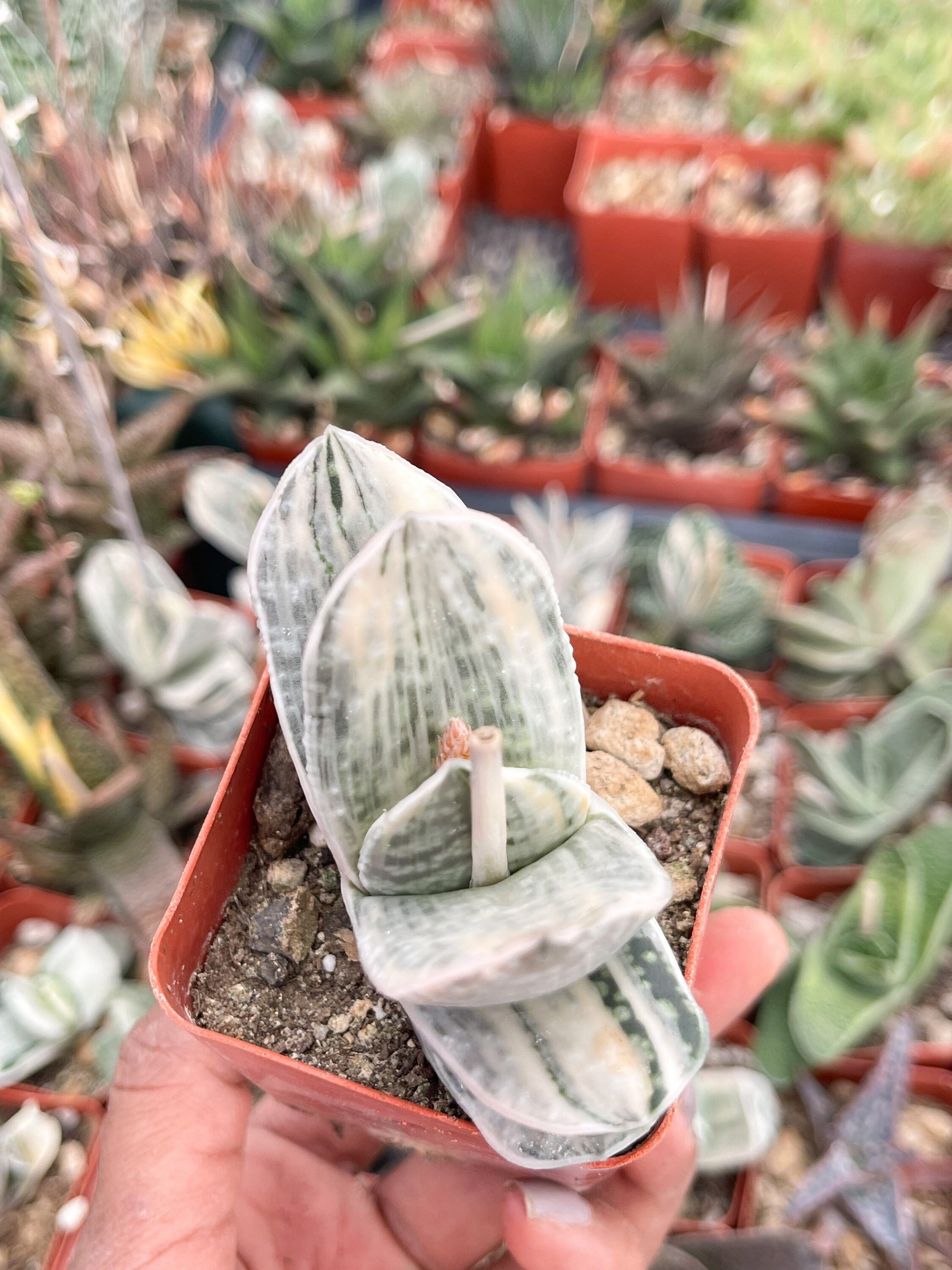 Gasteria Hybrids | Rare Succulent | Live Plant