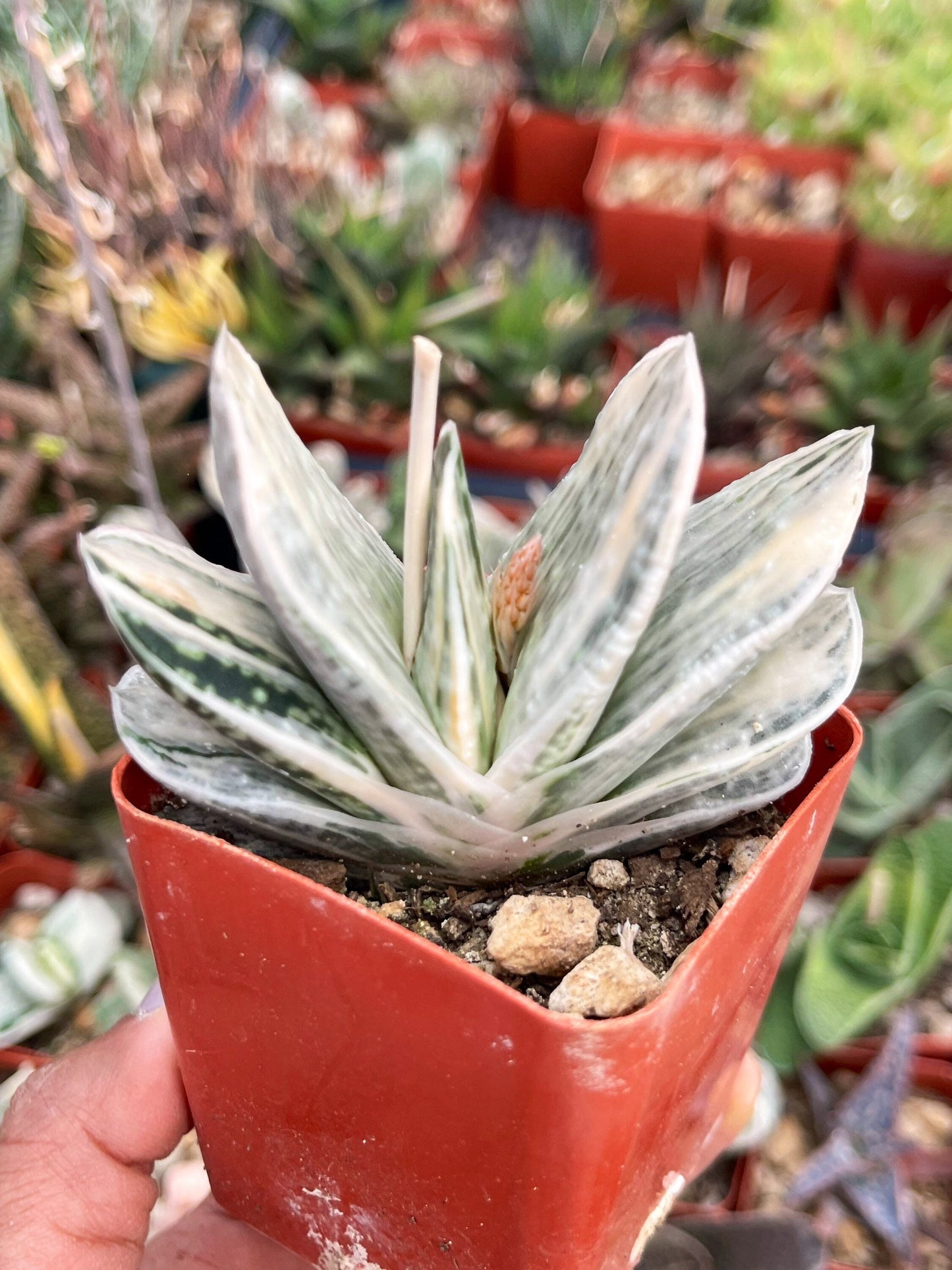 Gasteria Hybrids | Rare Succulent | Live Plant