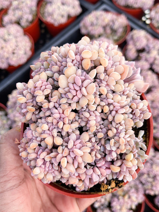 4” Crested Echeveria Cubric Frost Cristata | Live Rooted Succulent | Rare Succulent