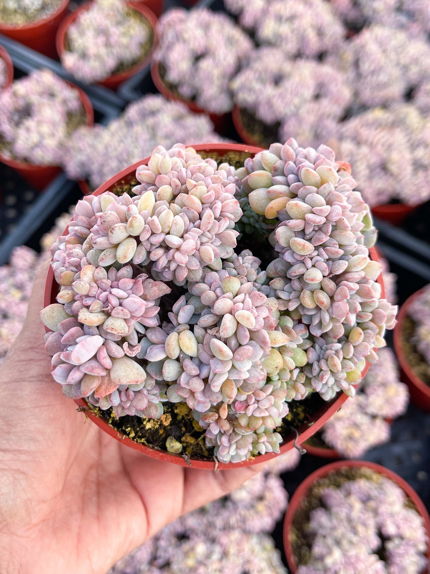 4” Crested Echeveria Cubric Frost Cristata | Live Rooted Succulent | Rare Succulent