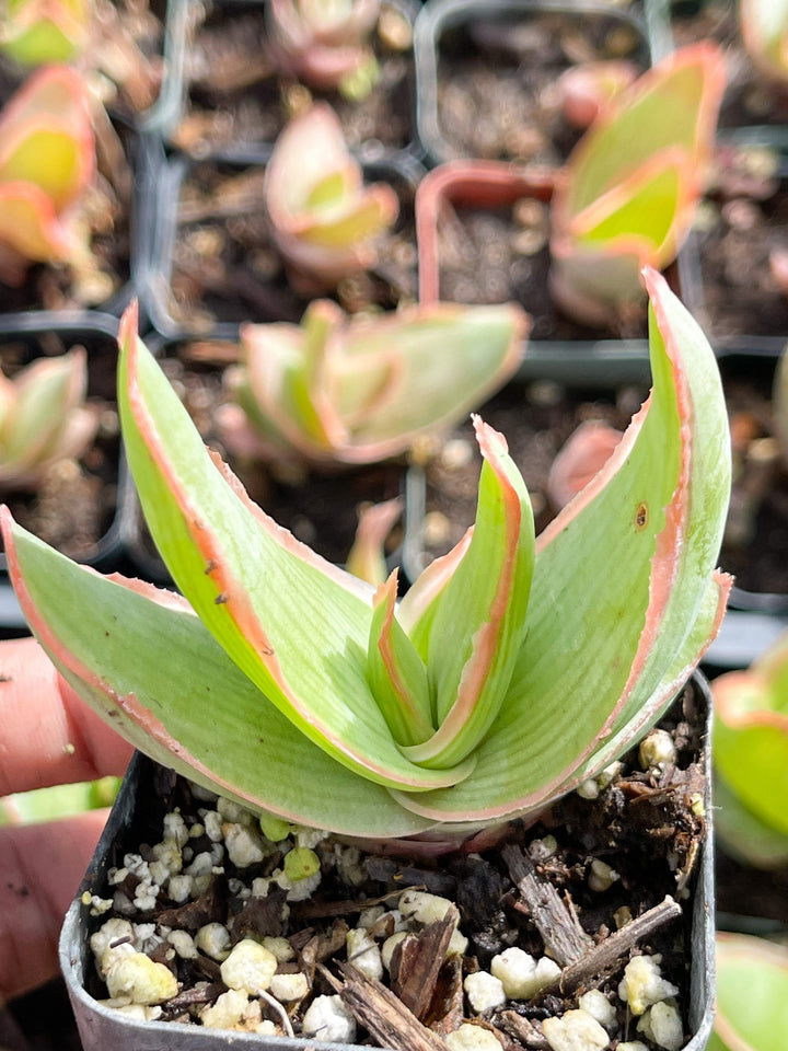 Coral Aloe Striata | Live Aloe | Live Plant