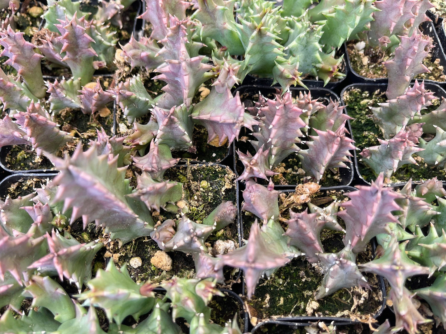 Huernia Zebrina | Lifesaver | rare succulent