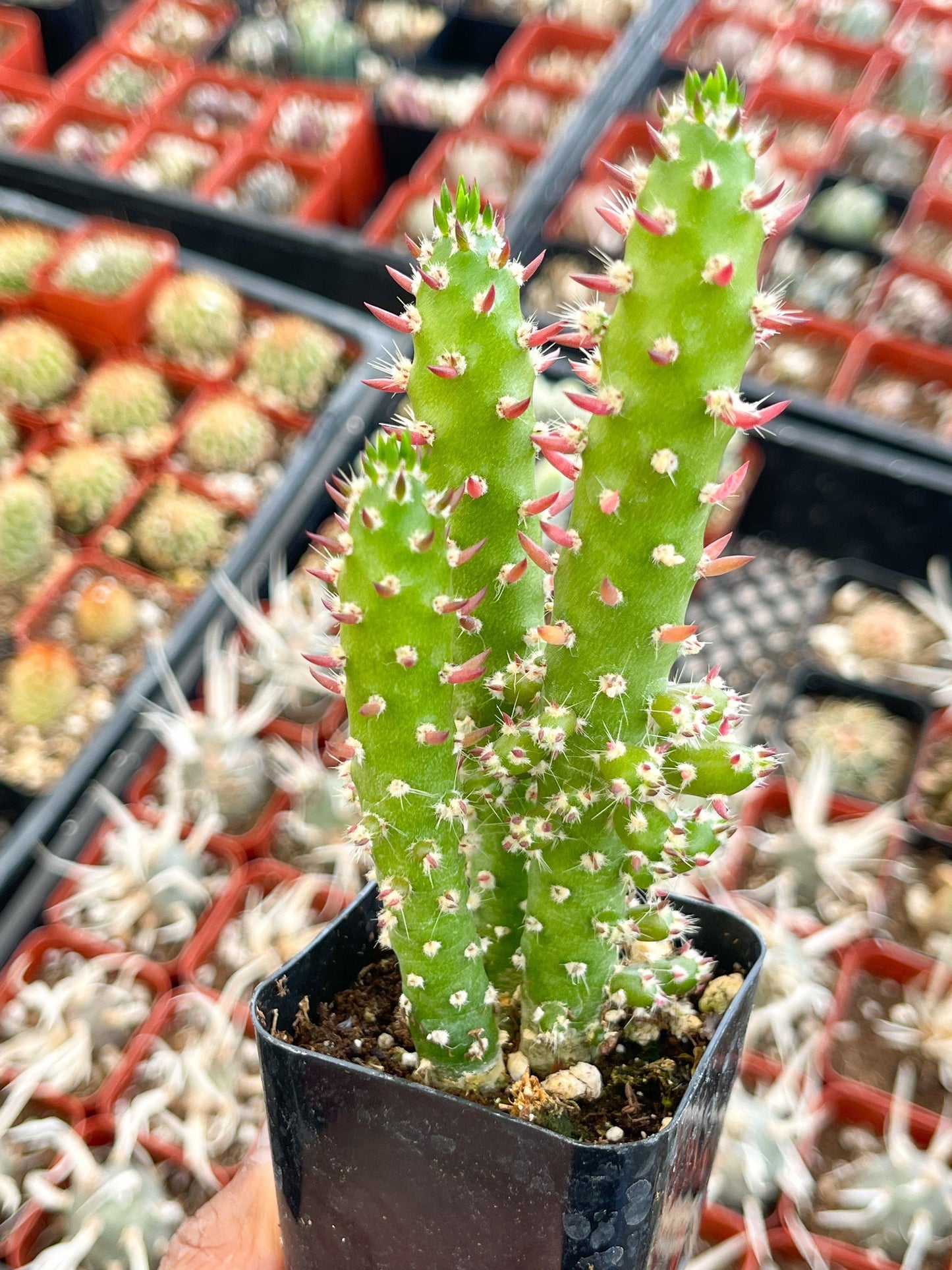 Needle Eve | Pink spine | Live Cactus