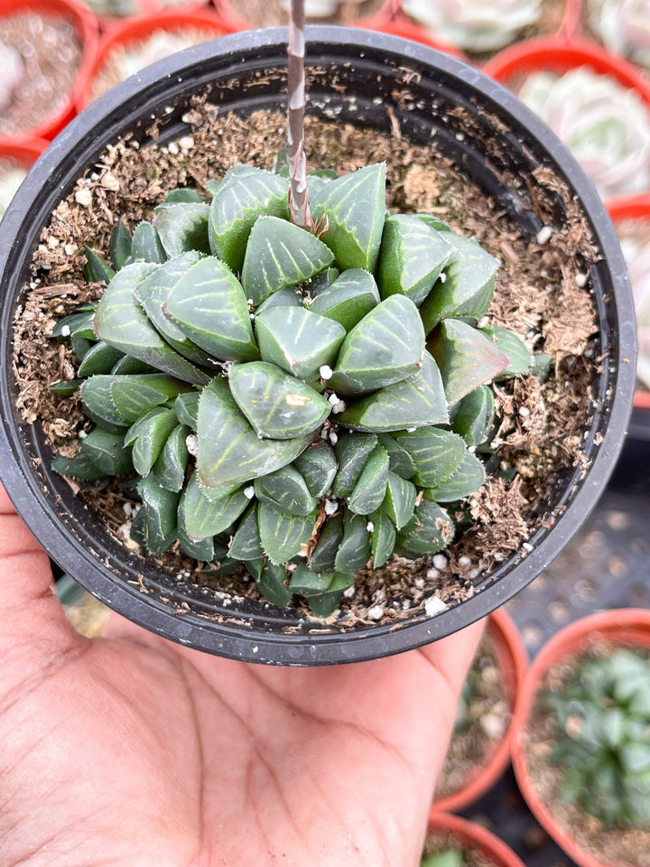 Harworthia Mutica Clusters | Live Succulent