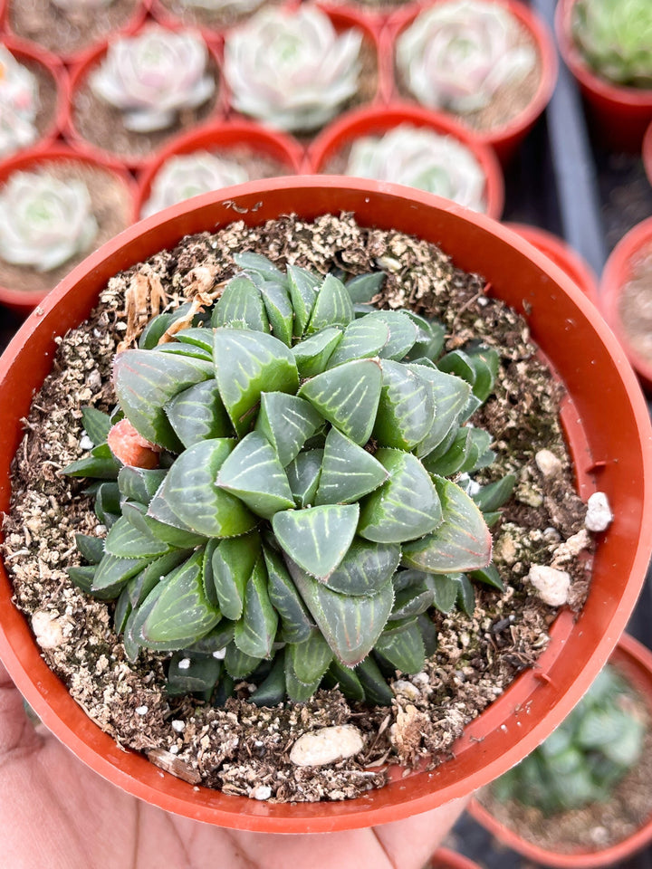 Harworthia Mutica Clusters | Live Succulent