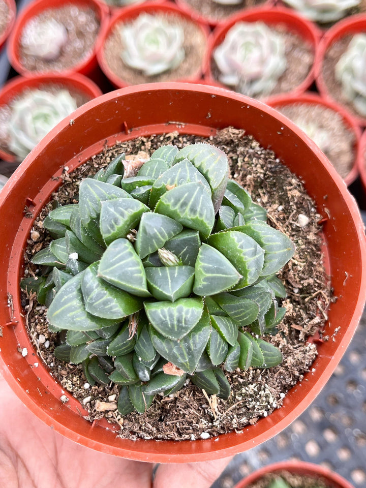 Harworthia Mutica Clusters | Live Succulent