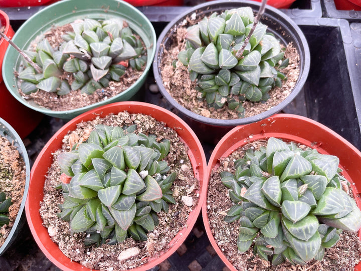 Harworthia Mutica Clusters | Live Succulent