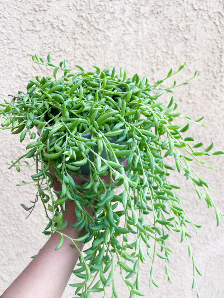 String Plants | Live Plants | Trailing Plants