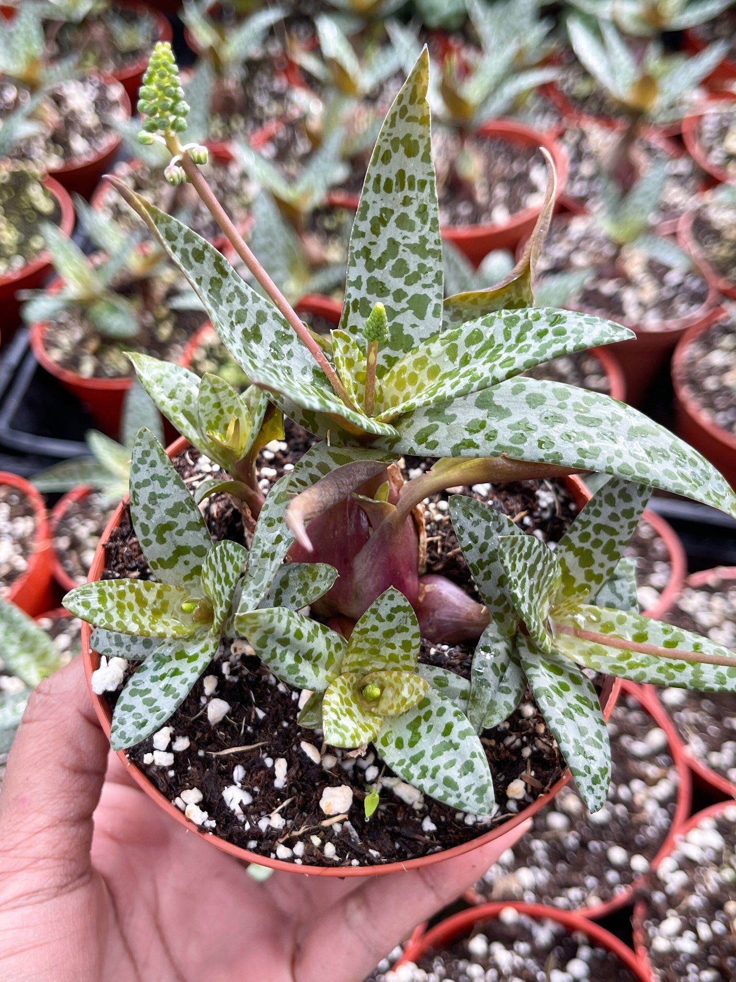 Ledebouria socialis | Silver Squill | Live Plant