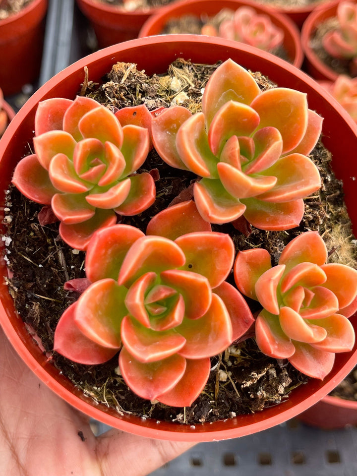 4” Echeveria Melaco | Echeveria succulent | Live Plant