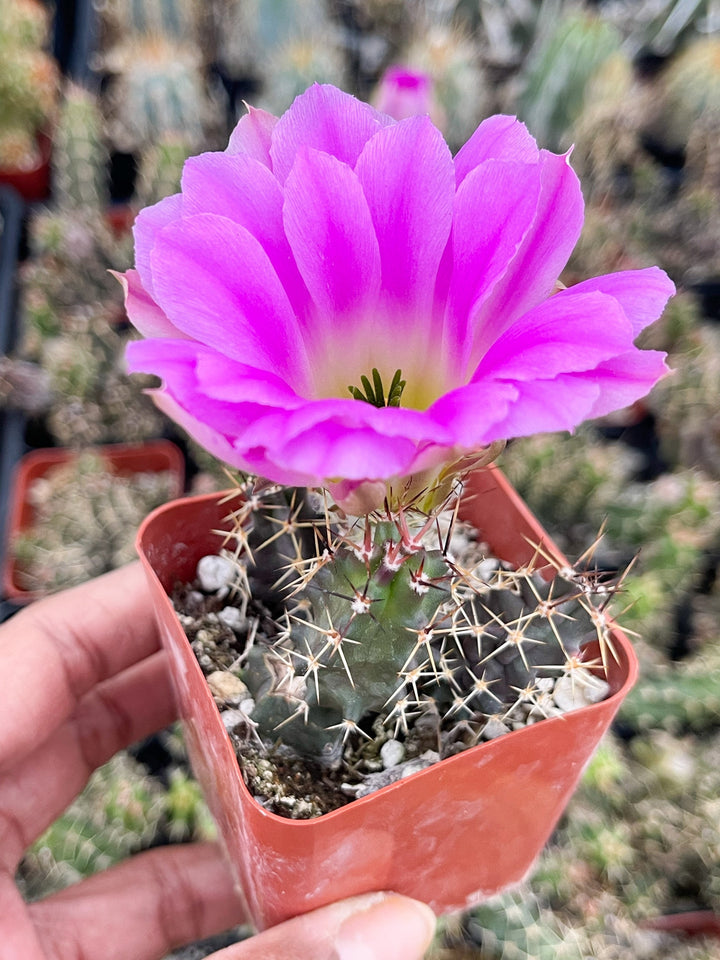 Echinocereus Pentalophus | Live Cactus Plant