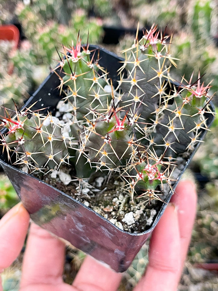 Echinocereus Pentalophus | Live Cactus Plant