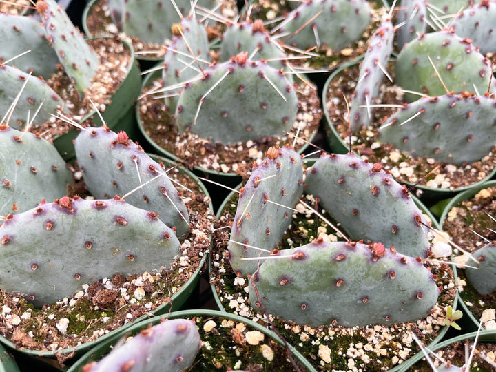 Opuntia “baby rita” | prickly pear cactus | Santa Rita Prickly Pear Cactus | Purple Cactus