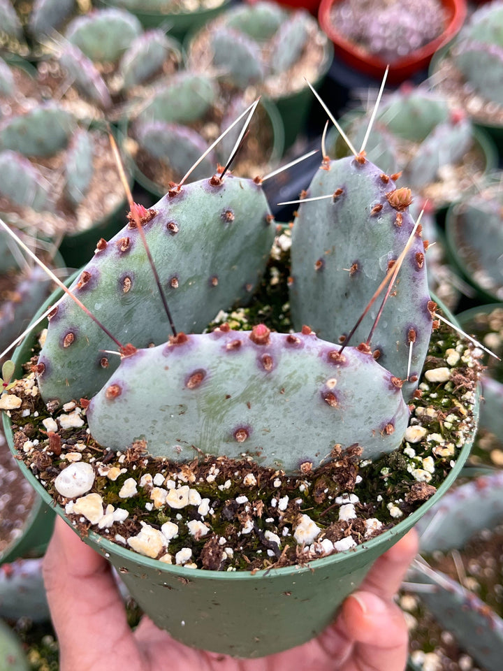 Opuntia “baby rita” | prickly pear cactus | Santa Rita Prickly Pear Cactus | Purple Cactus