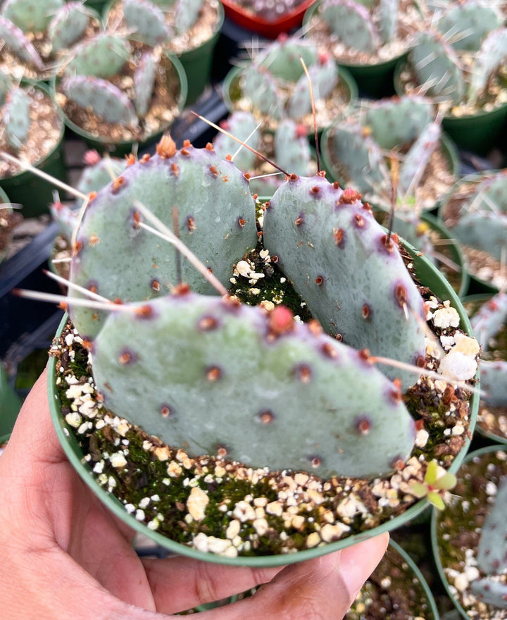 Opuntia “baby rita” | prickly pear cactus | Santa Rita Prickly Pear Cactus | Purple Cactus