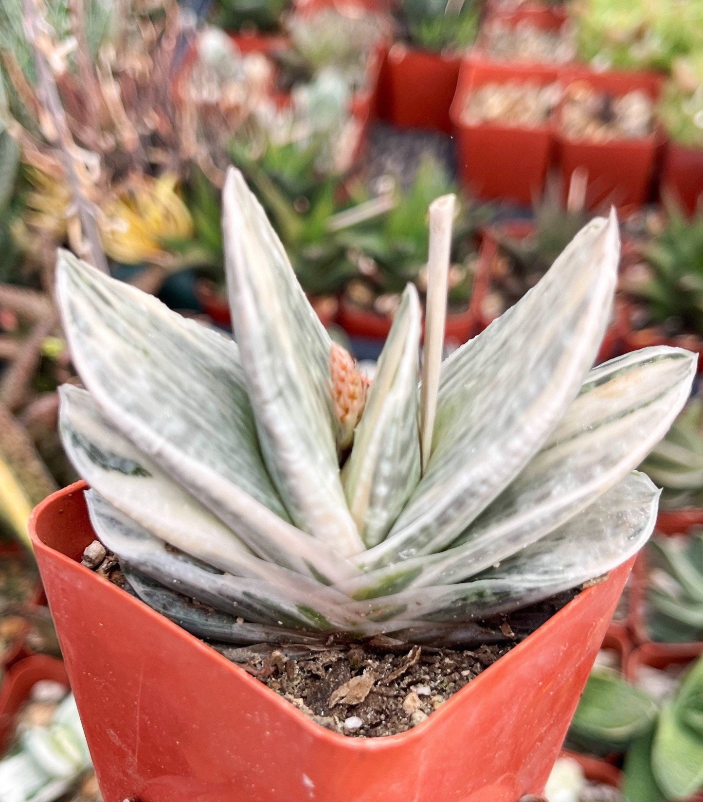 Gasteria Hybrids | Rare Succulent | Live Plant