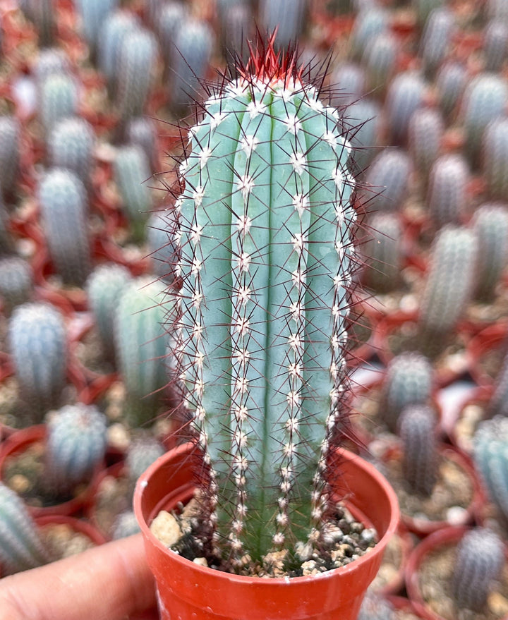 Cipocereus Bradei | Blue Cactus | Rare Exotic Cactus