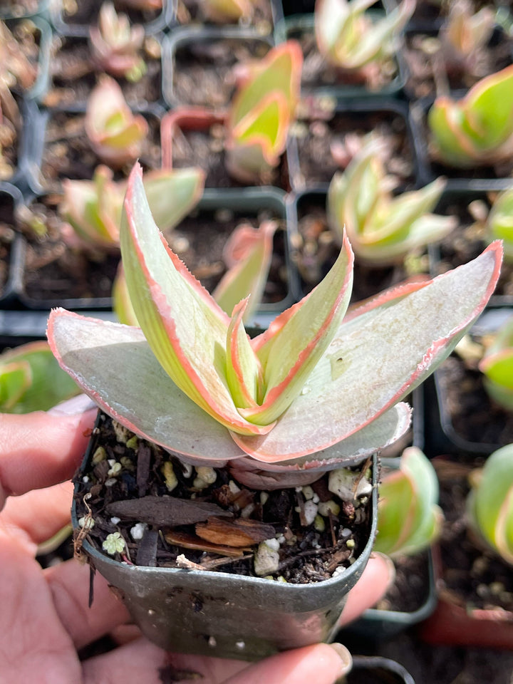 Coral Aloe Striata | Live Aloe | Live Plant