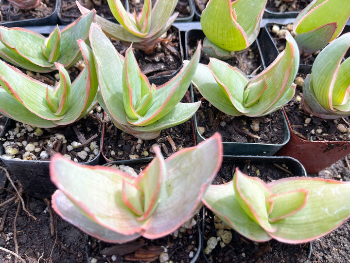 Coral Aloe Striata | Live Aloe | Live Plant