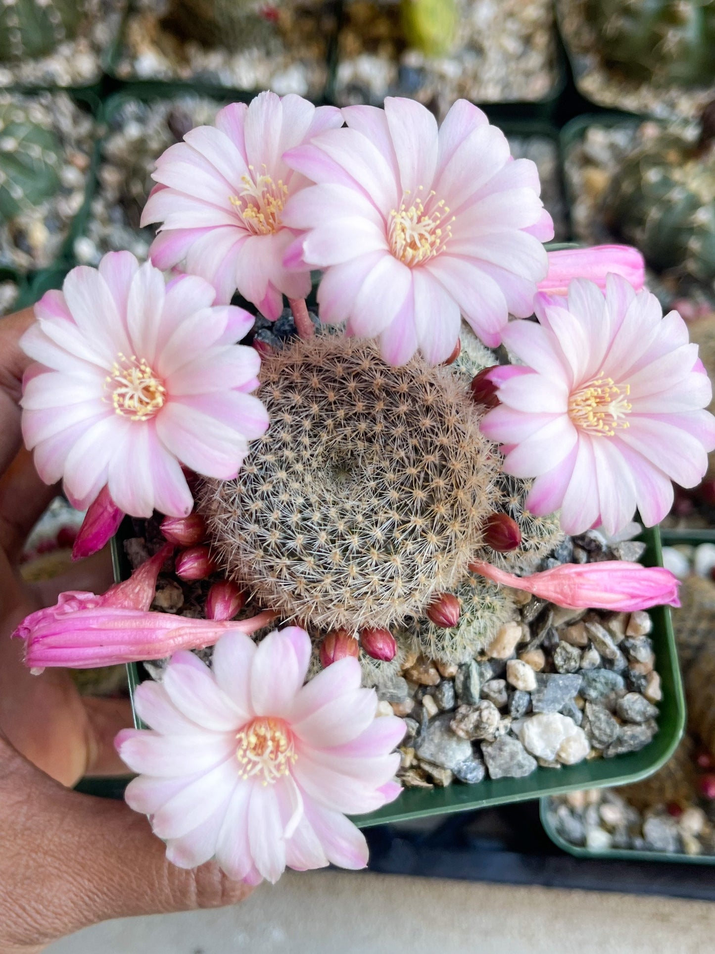 3.5”Rebutia Narvaecensis | Live Cactus