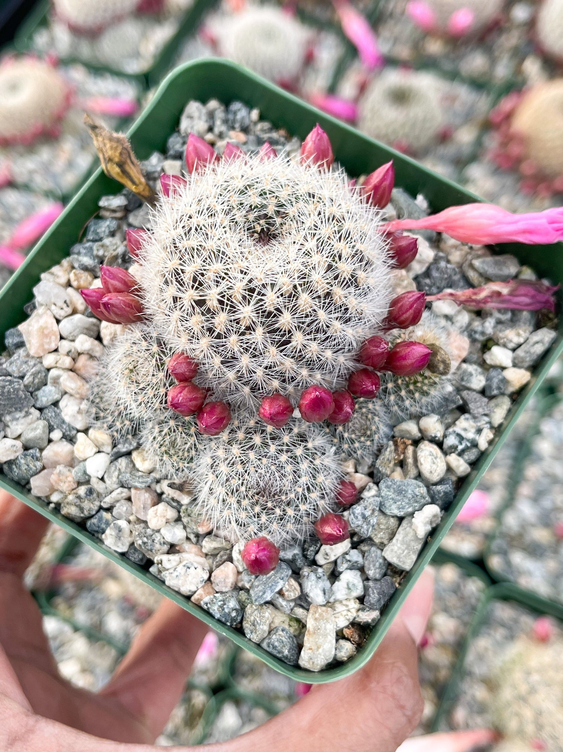 3.5”Rebutia Narvaecensis | Live Cactus