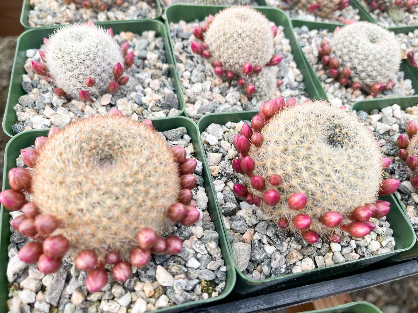 3.5”Rebutia Narvaecensis | Live Cactus