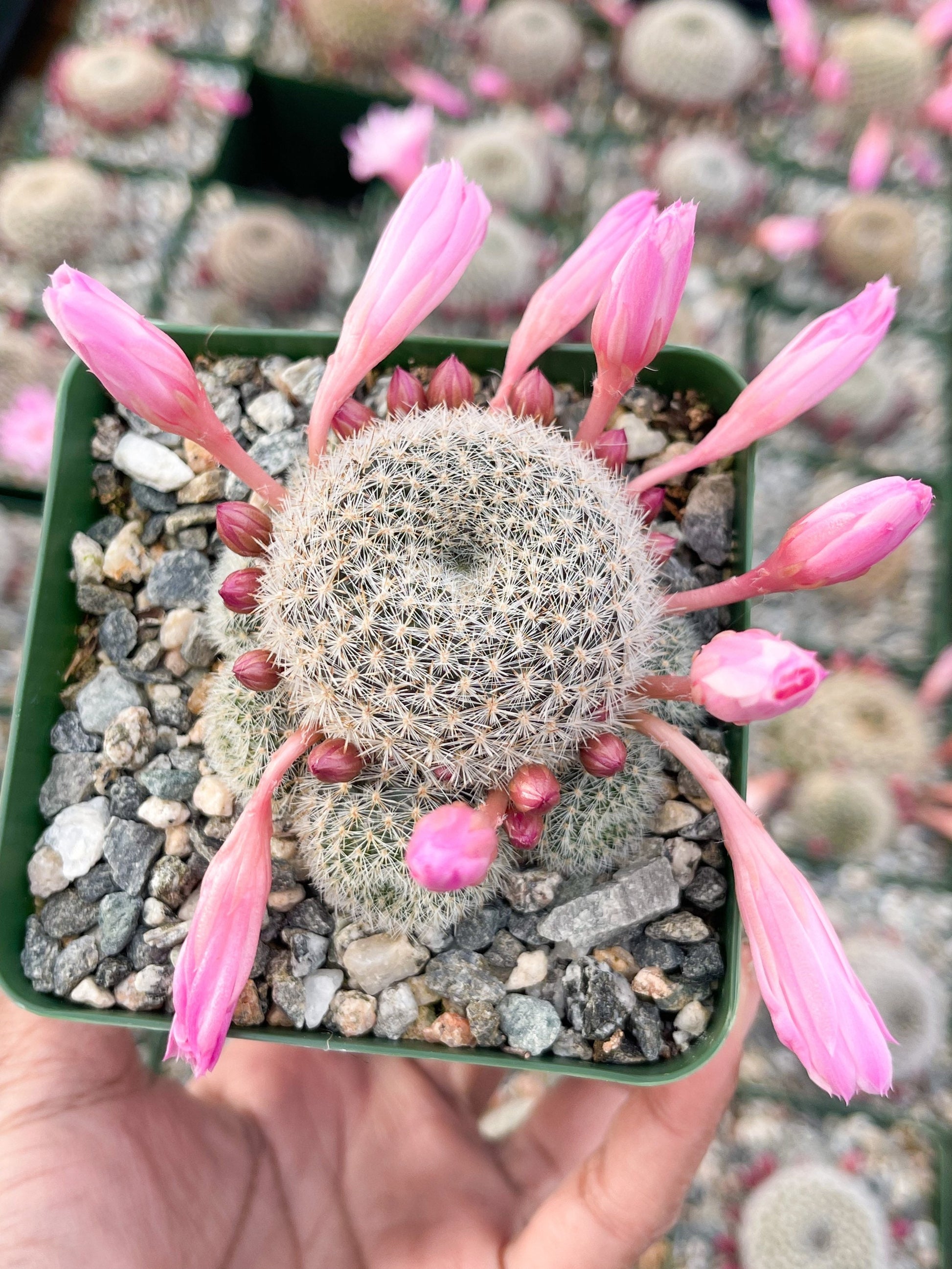 3.5”Rebutia Narvaecensis | Live Cactus