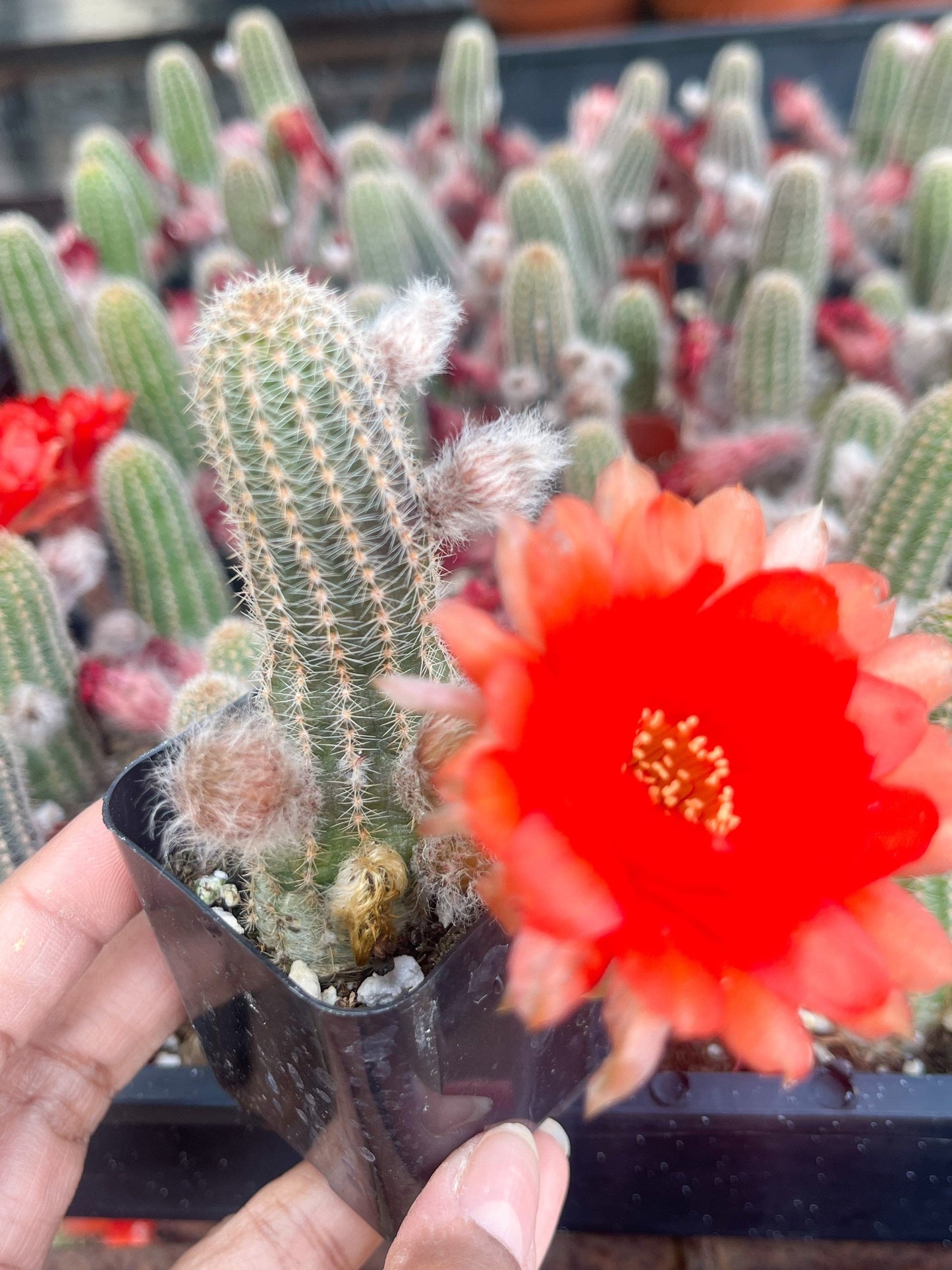 Peanut Cactus Echinopsis Chamaecereus | Live Cactus