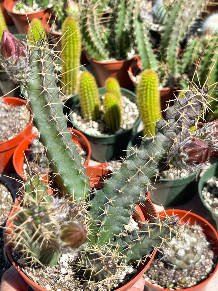 Echinocereus Pentalophus | Live Cactus Plant