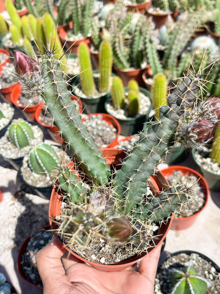 Echinocereus Pentalophus | Live Cactus Plant