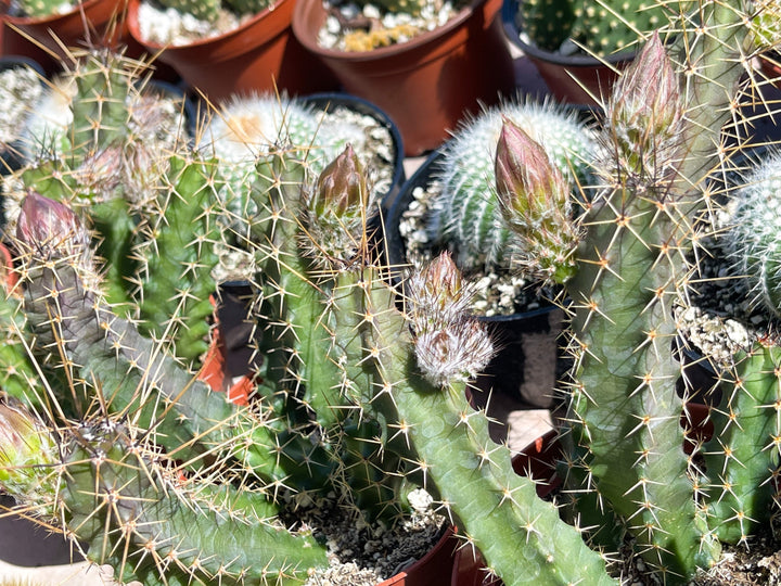 Echinocereus Pentalophus | Live Cactus Plant