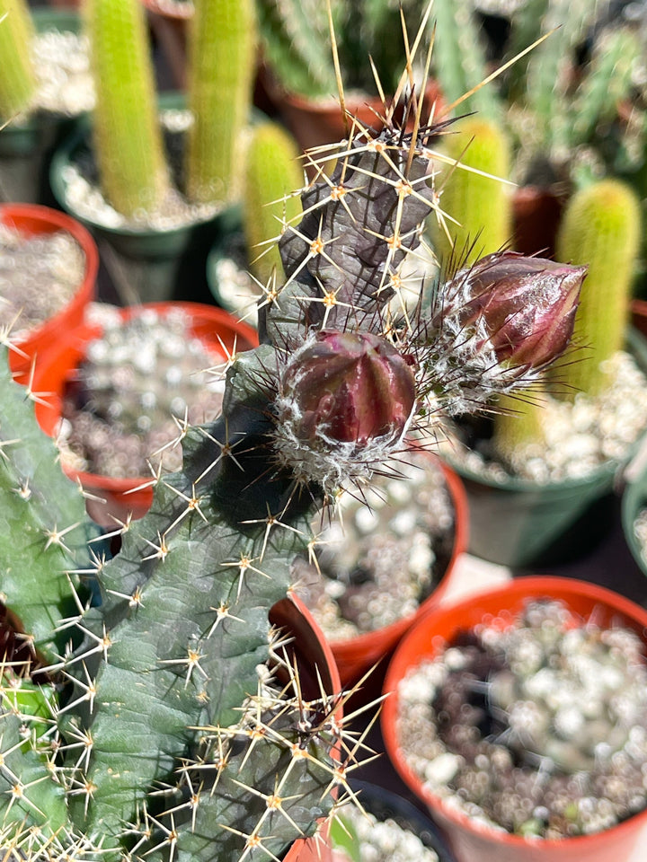 Echinocereus Pentalophus | Live Cactus Plant