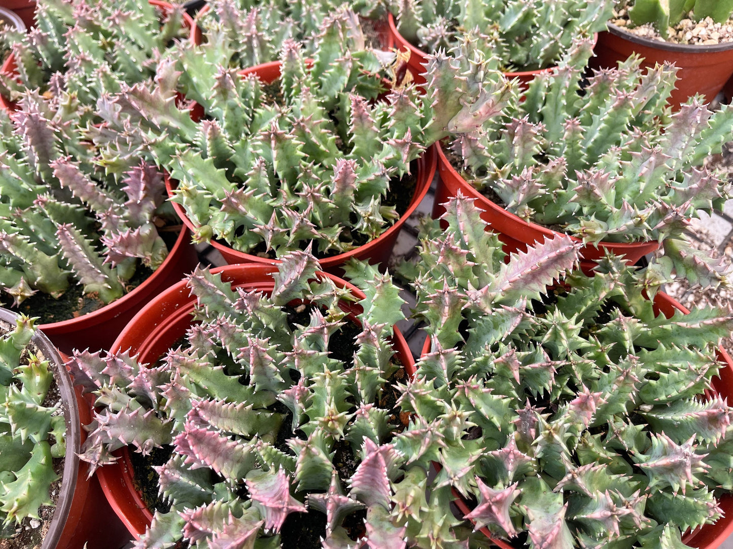 Huernia Zebrina | Lifesaver | rare succulent