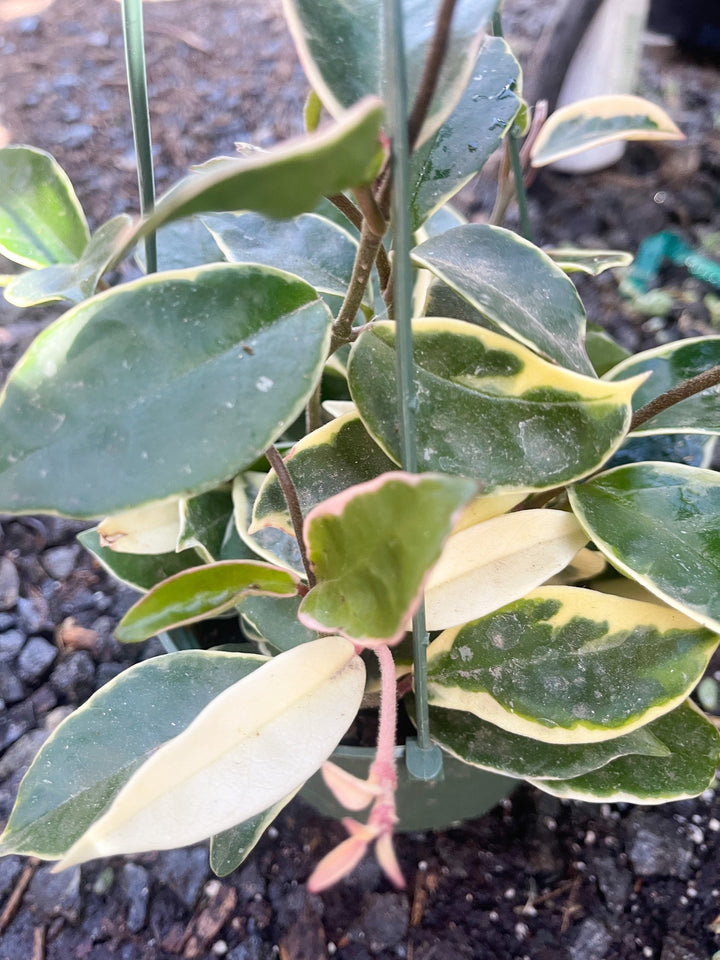 Hoya carnosa ‘Krimson Queen’ | Live variegated indoor house plant