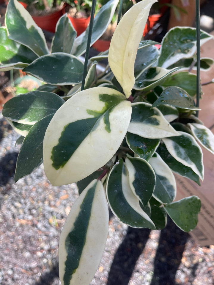 Hoya carnosa ‘Krimson Queen’ | Live variegated indoor house plant