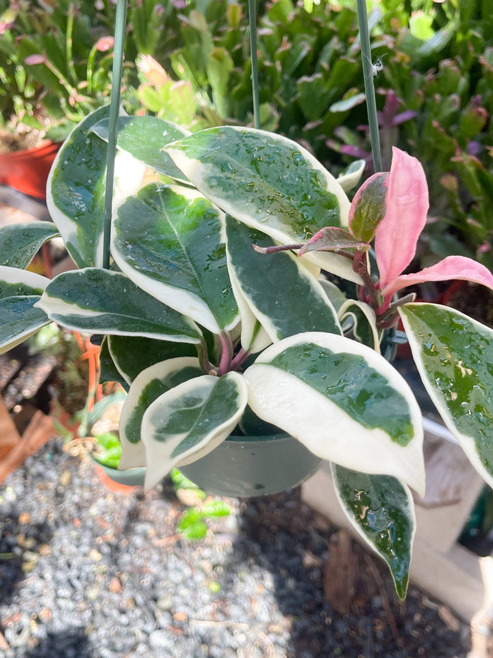 Hoya carnosa ‘Krimson Queen’ | Live variegated indoor house plant