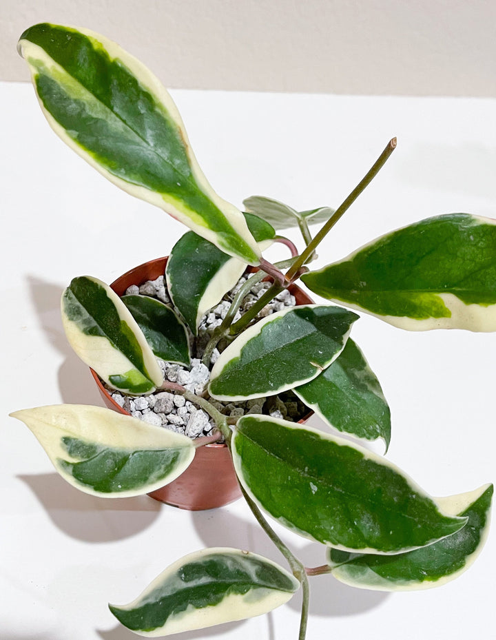 Hoya carnosa ‘Krimson Queen’ | Live variegated indoor house plant