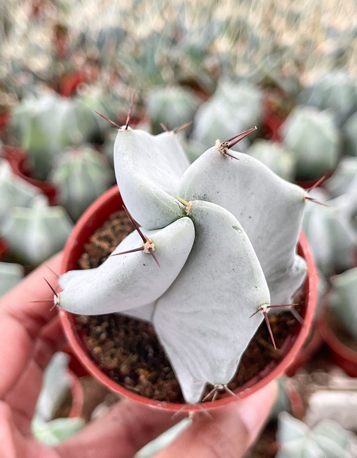 Stenocereus pruinosus spiralis (Gray Ghost Organ Pipe, Spiral Form