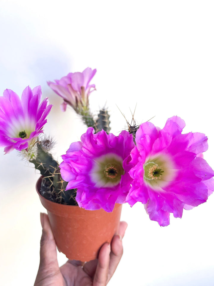 Echinocereus Pentalophus | Live Cactus Plant