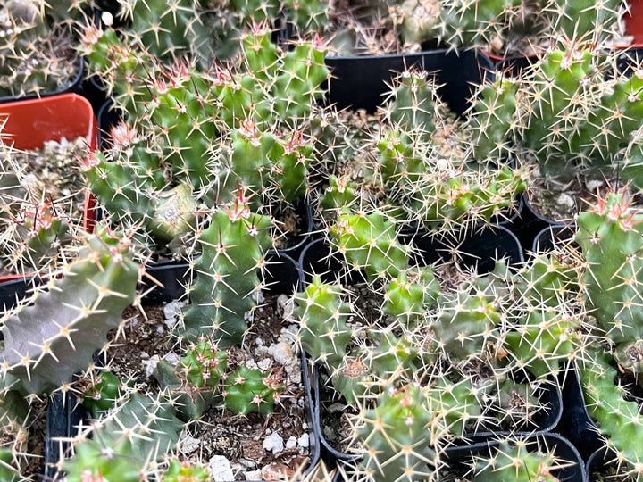 Echinocereus Pentalophus | Live Cactus Plant