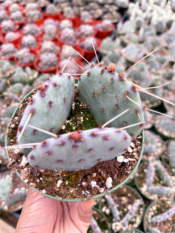 Opuntia “baby rita” | prickly pear cactus | Santa Rita Prickly Pear Cactus | Purple Cactus