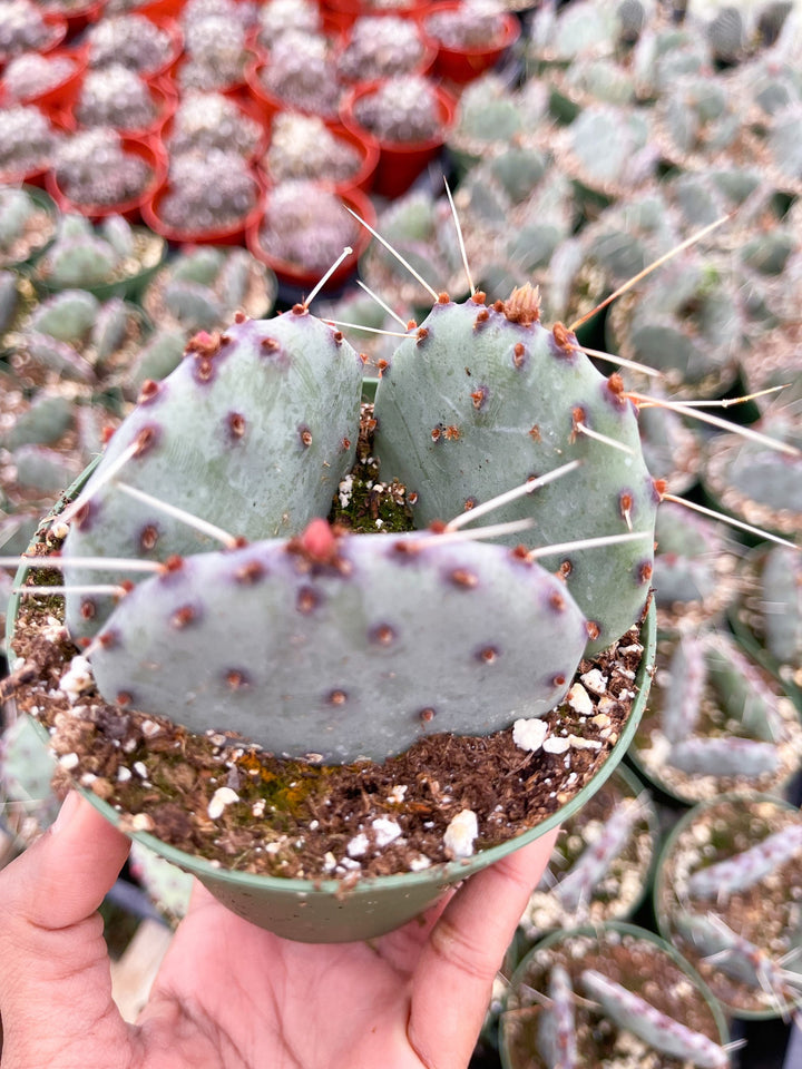 Opuntia “baby rita” | prickly pear cactus | Santa Rita Prickly Pear Cactus | Purple Cactus