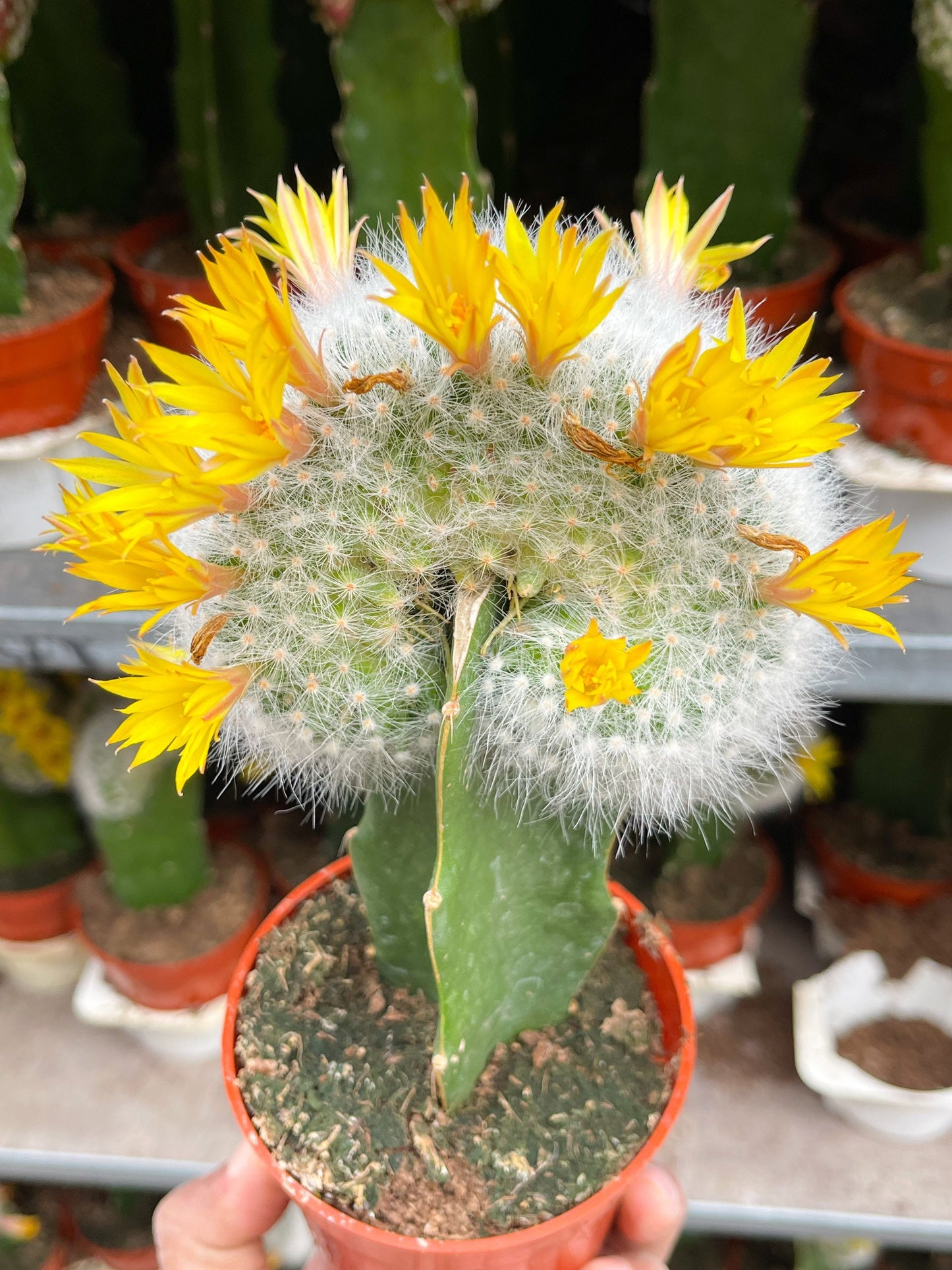 3.25” Mammillaria Baumii Crest Graft Cactus| Rare Cactus