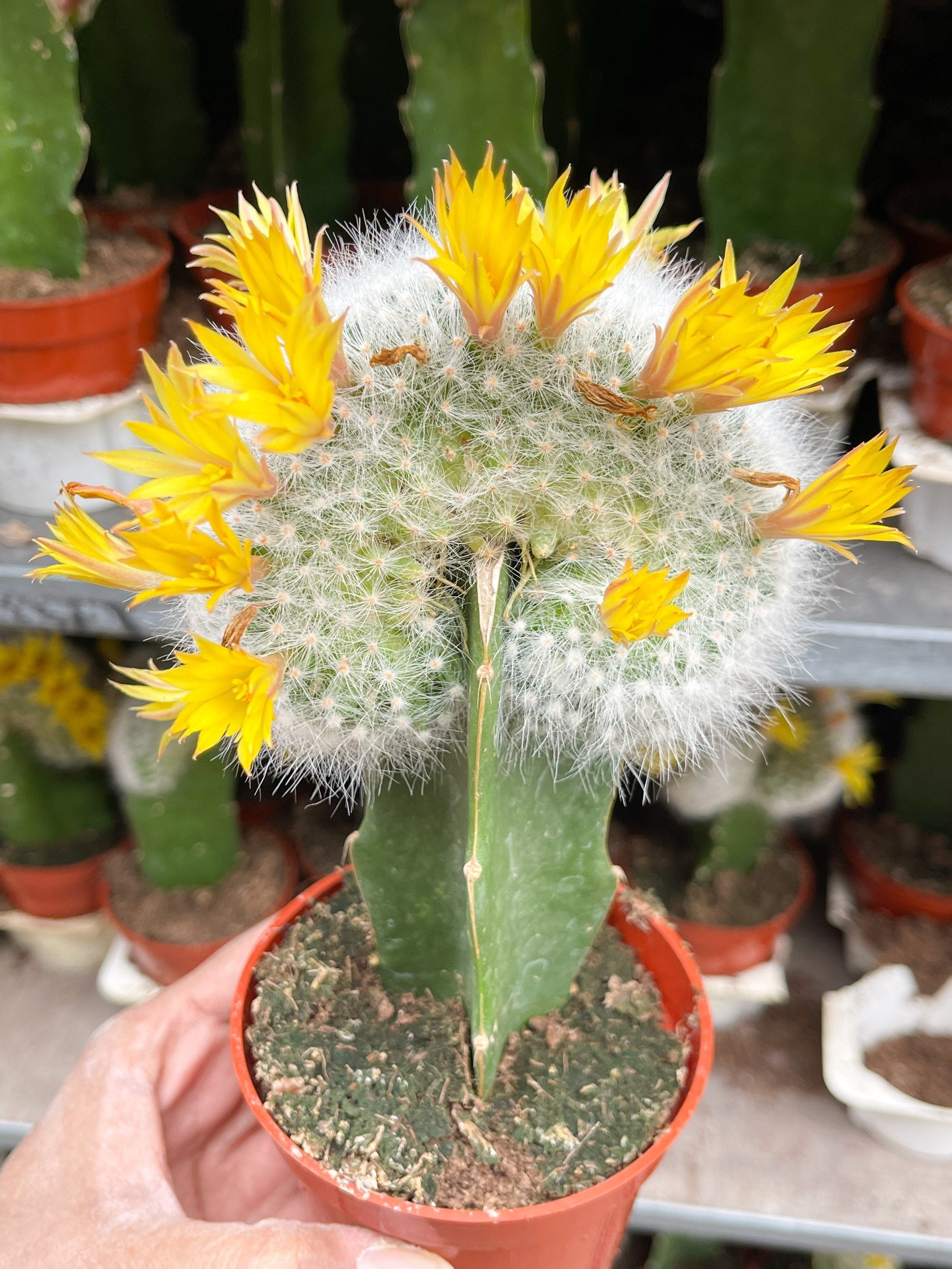 3.25” Mammillaria Baumii Crest Graft Cactus| Rare Cactus