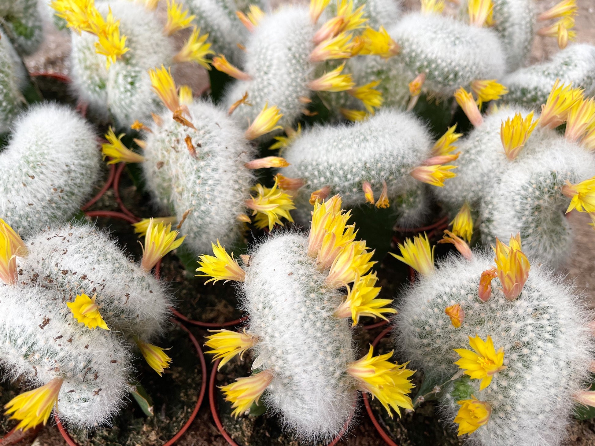 3.25” Mammillaria Baumii Crest Graft Cactus| Rare Cactus