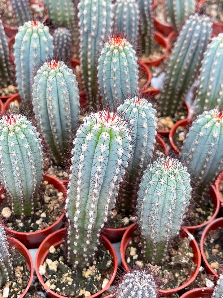 Cipocereus Bradei | Blue Cactus | Rare Exotic Cactus